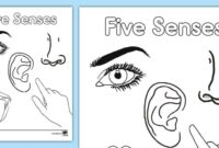 five senses coloring pages pdf five senses coloring pages pdf