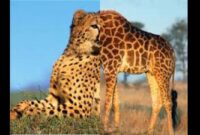 chasse des animaux sauvages en afrique