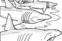 shark coloring sheet