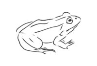 grenouille noir et blanc facil