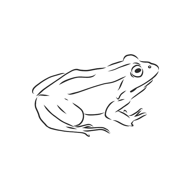Esquisse Du Dessin D'une Grenouille Isolée Sur Blanc, Illustration De