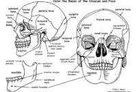 printable skull anatomy coloring pages