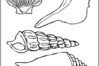 shells coloring page shells coloring page