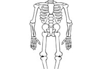 skeleton coloring pages free