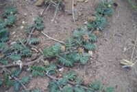 goat head thorn plant goat head thorn plant