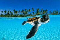 sea turtle pc wallpaper